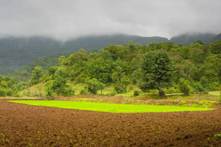 A lush rice field near Ratangad in Indiaの写真素材