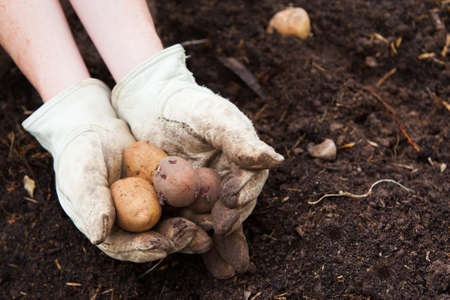 A gardener plants potatoes for the new season in Melbourne, Victoria, Australiaの写真素材