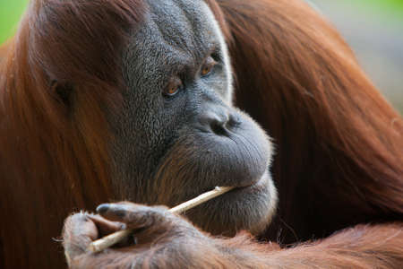 An orangutan nibbles on a stick in Melbourne, Australiaの写真素材