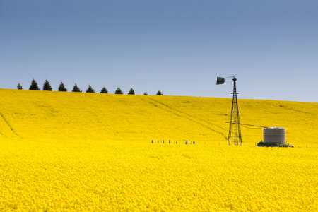 Canola fields shine on a clear sunny day near Creswick in the Victorian goldfields, Australiaの写真素材