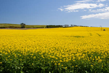 Canola fields shine on a clear sunny day near Creswick in the Victorian goldfields, Australiaの写真素材