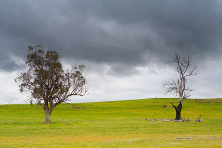 Trees in the Australian bush in a strom near Bothwell, tasmania, Australiaの写真素材