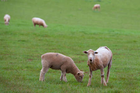 Sheep grazing in Table Cape, Tasmania, Australiaの写真素材