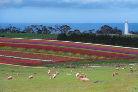 A sea of tulips in front of Table Cape lighthouse near Wynyard, Tasmania, Australiaの写真素材