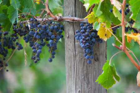 Grapes in late harvest at a winery in Yarra Valley, Australia