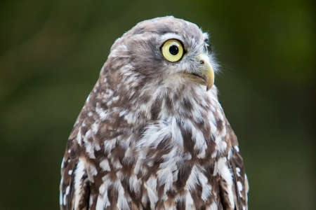 A Barking Owl looks at it's surroundings in Victoria, Australiaの写真素材