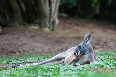 A kangaroo rests in the wild in Victoria, Australiaの写真素材