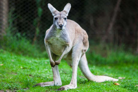 A kangaroo grazes in the wild in Victoria, Australiaの写真素材
