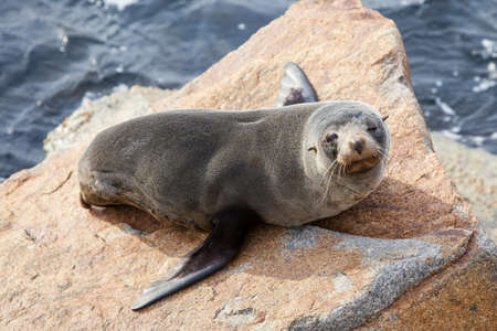 A seal basks in the sun in Narooma, New South Wales, Australiaの写真素材