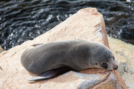 A seal basks in the sun in Narooma, New South Wales, Australiaの写真素材