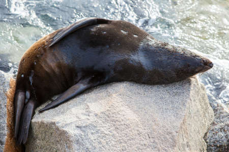 A seal basks in the sun in Narooma, New South Wales, Australiaの写真素材