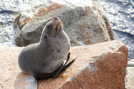 A seal basks in the sun in Narooma, New South Wales, Australiaの写真素材