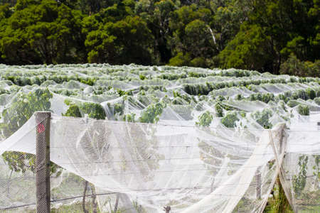 Young vines in the Mornington Peninsula, Victoria, Australiaの写真素材