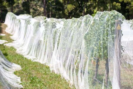 Young vines under netting in the Mornington Peninsula, Victoria, Australiaの写真素材
