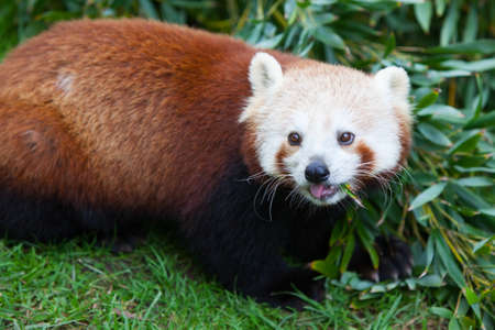 Nepalese Red Panda Eatingの写真素材