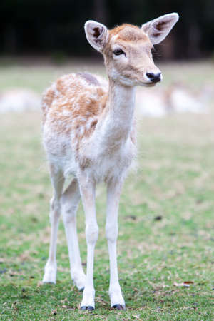Young Deer Staringの写真素材
