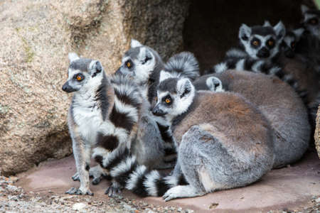 Ring-tailed Lemurs