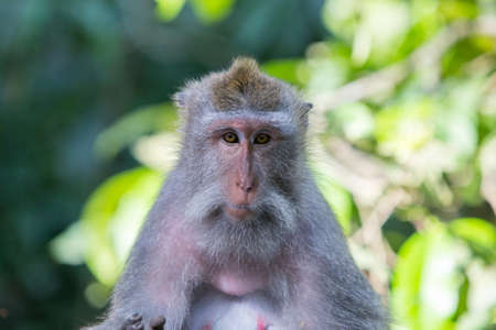 Watchful Monkey