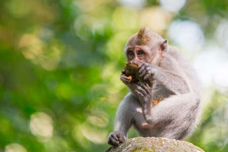 Watchful Monkey