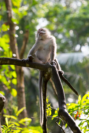 Watchful Monkey