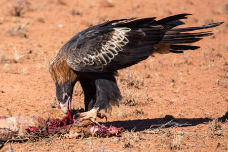 An Australian Wedge-tail Eagle feeds on a dead Kangaroo near Uluru in Northern Territory, Australia