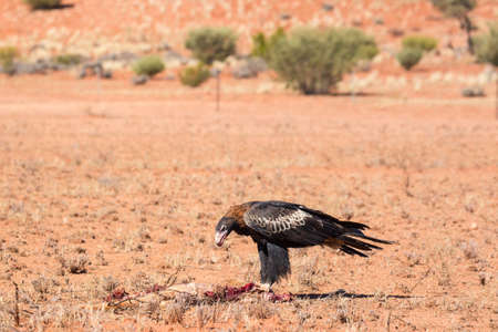 An Australian Wedge-tail Eagle feeds on a dead Kangaroo near Uluru in Northern Territory, Australia