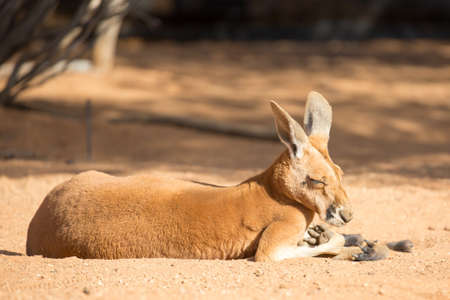 A kangaroo basks in the winter's sun near Alice Springs, Northern Territory, Australiaの写真素材