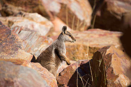 A rare sighting of a rock wallaby amongst rocks in a cliff face at Ormiston Gorge in Northern Territory, Australiaの写真素材