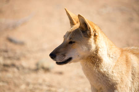 An alert wild dingo near Alice Springs, Northern Territory, Australiaの写真素材