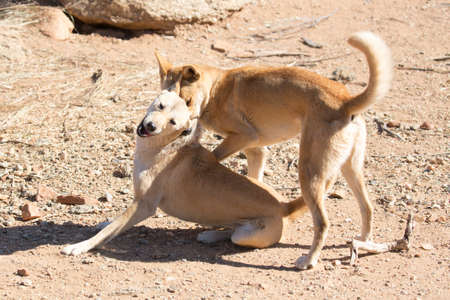 Wild dingoes fight near Alice Springs, Northern Territory, Australiaの写真素材