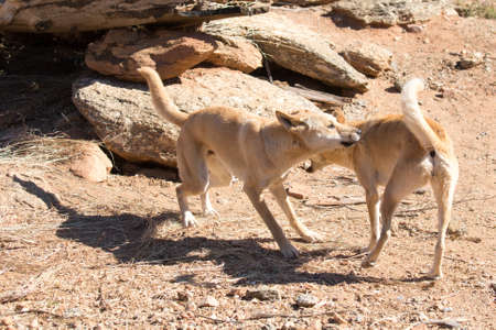 Wild dingoes fight near Alice Springs, Northern Territory, Australiaの写真素材