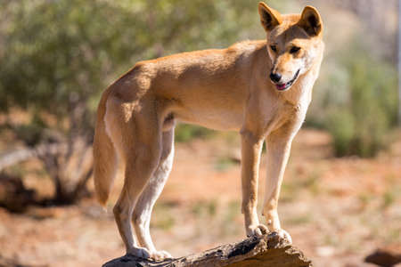 An alert wild dingo near Alice Springs, Northern Territory, Australiaの写真素材