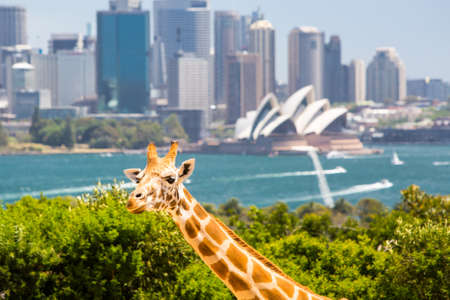 Giraffes at Taronga zoo overlook Sydney harbour and skyline on a clear summer's day in Sydney, Australiaの写真素材