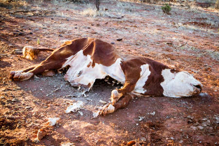 A cow succumbs to the Australian Outback heat near Gemtree in the Northern Territory, Australiaの写真素材