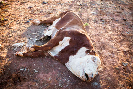 A cow succumbs to the Australian Outback heat near Gemtree in the Northern Territory, Australiaの写真素材