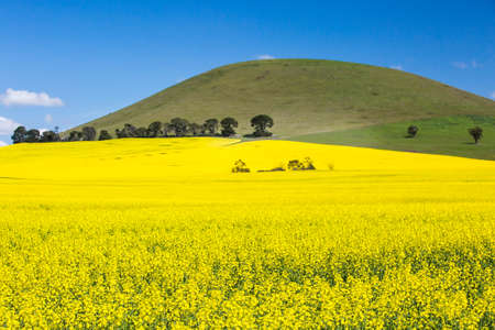 Canola fields shine on a clear sunny day near Smeaton in the Victorian goldfields, Australiaの写真素材