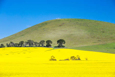Canola fields shine on a clear sunny day near Smeaton in the Victorian goldfields, Australiaの写真素材