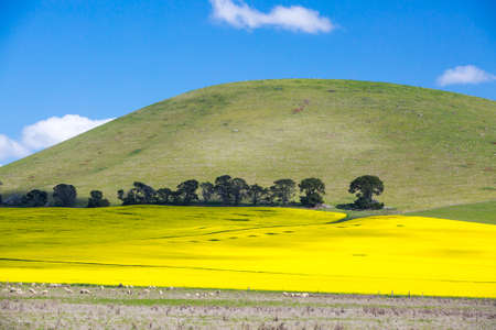 Canola fields shine on a clear sunny day near Smeaton in the Victorian goldfields, Australiaの写真素材