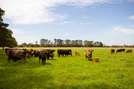 Cows In A Fieldの写真素材