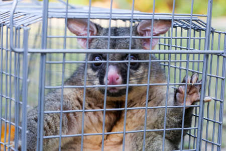 A brushtail possum is caught in a cage as a trap in Melbourne, Victoria, Australia
