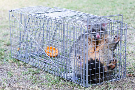 A brushtail possum is caught in a cage as a trap in Melbourne, Victoria, Australiaの写真素材