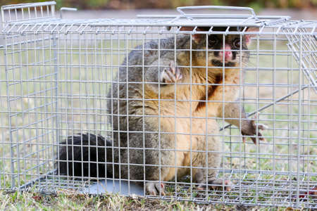 A brushtail possum is caught in a cage as a trap in Melbourne, Victoria, Australiaの写真素材