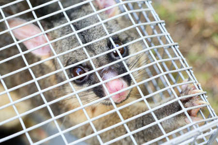 A brushtail possum is caught in a cage as a trap in Melbourne, Victoria, Australia