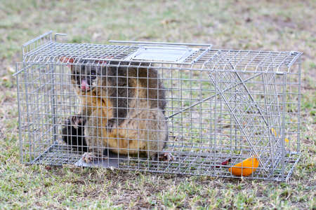 A brushtail possum is caught in a cage as a trap in Melbourne, Victoria, Australia