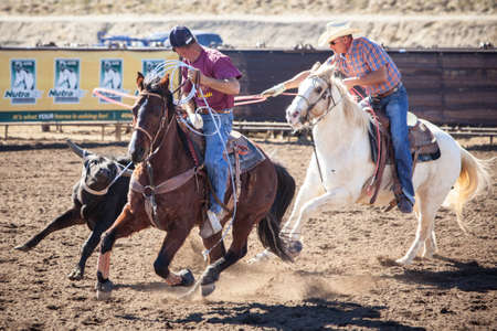 Wickenburg, USA - February 5, 2013: Riders compete in a team roping competition in Wickenburg, Arizona, USAのeditorial素材