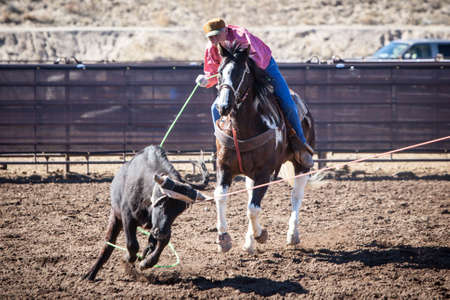 Wickenburg, USA - February 5, 2013: Riders compete in a team roping competition in Wickenburg, Arizona, USAのeditorial素材
