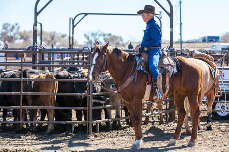 Wickenburg, USA - February 5, 2013: Riders compete in a team roping competition in Wickenburg, Arizona, USAのeditorial素材