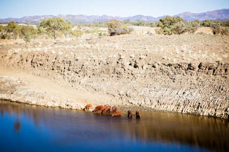 A herd of cows drink from a dam in near Gemtree in the Northern Territory, Australiaの写真素材