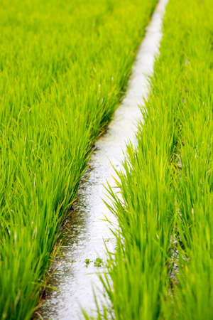 Crops of rice fields on a hot sunny afternoon near Ubud, Bali, Indonesiaの写真素材
