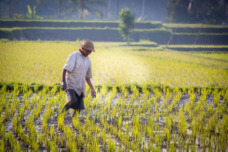 Ubud, Indonesia - September 5: An unidentified Balinese rice farmer poses during a morning's work near Ubud, Bali, Indonesia, on September 5th 2014.のeditorial素材